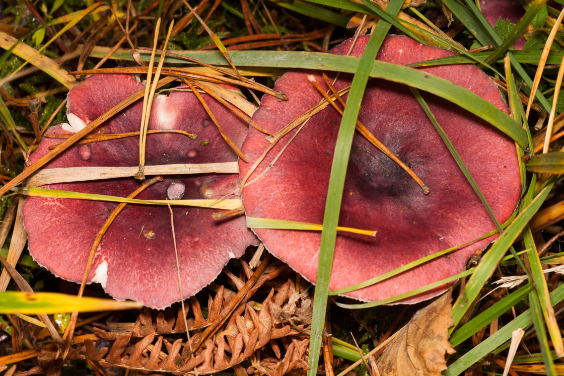 "Brittlegill Mushroom" stock image