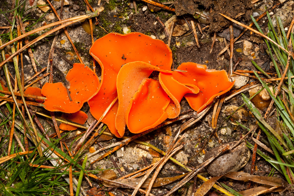 "Orange Peel Fungus" stock image