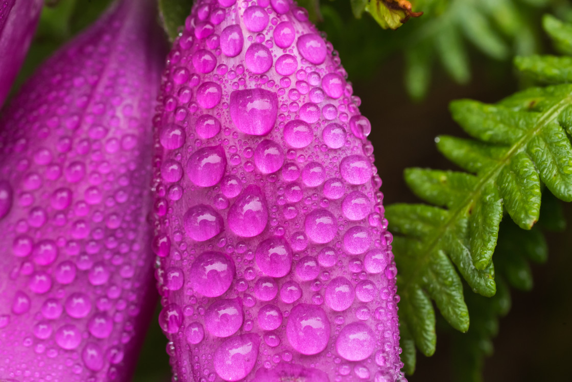 "Early morning Foxgloves" stock image