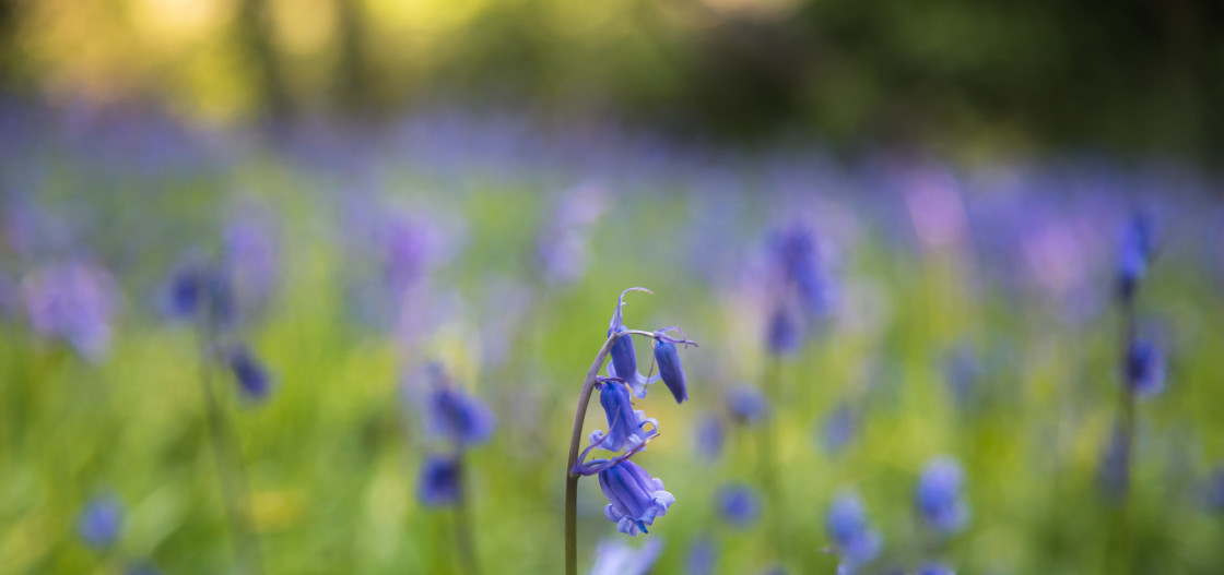 "Blue Bell Haze" stock image