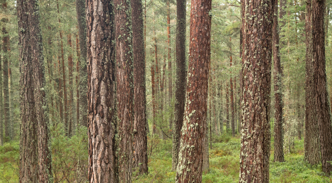 "Abernethy Forest" stock image