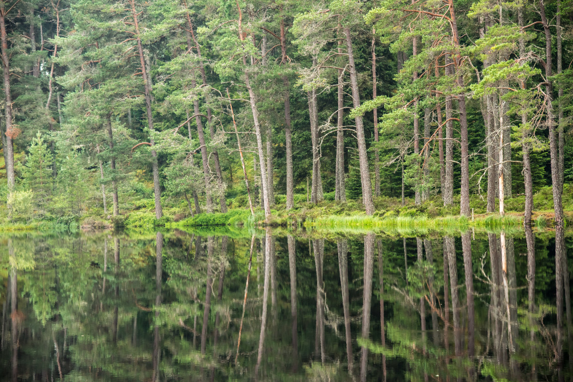 "Pine Reflections" stock image