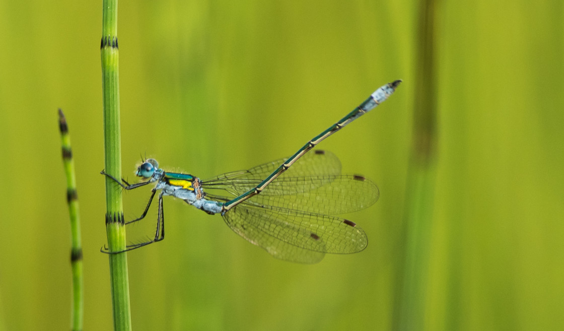 "Resting Common Blue Damselfly" stock image