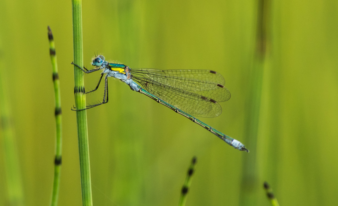 "Common Blue Damselfly" stock image