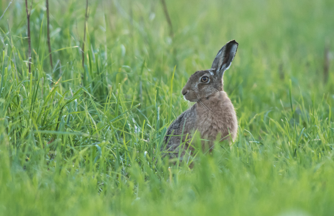 "Brown Hare Leveret" stock image