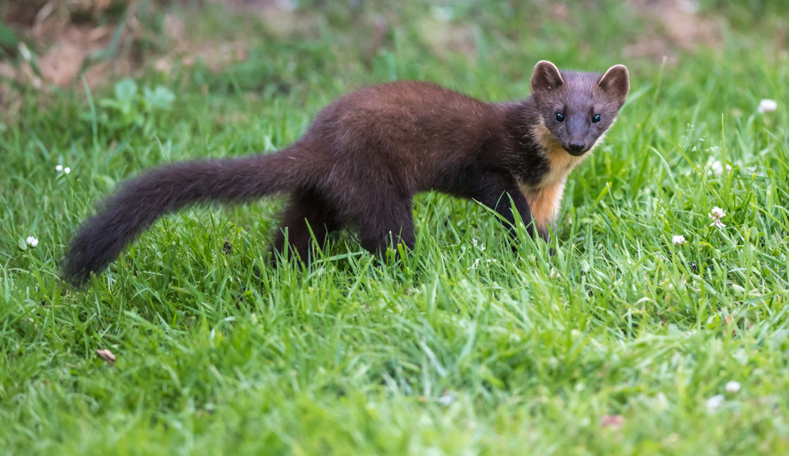 "Pine Marten Kit" stock image