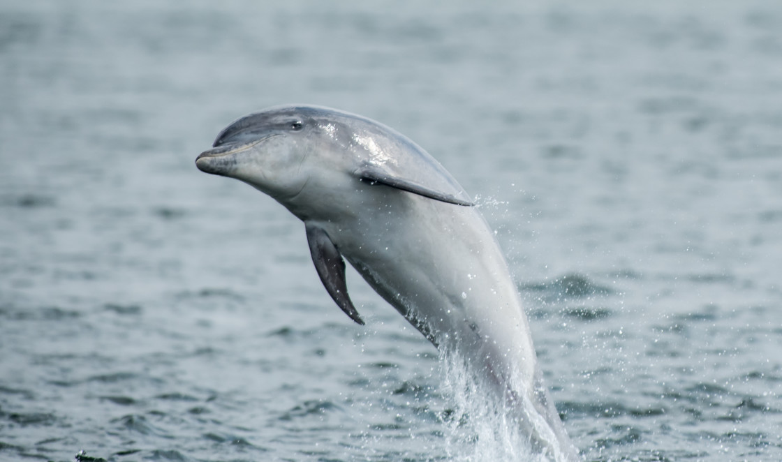 "Bottlenose Dolphin jumping for joy" stock image