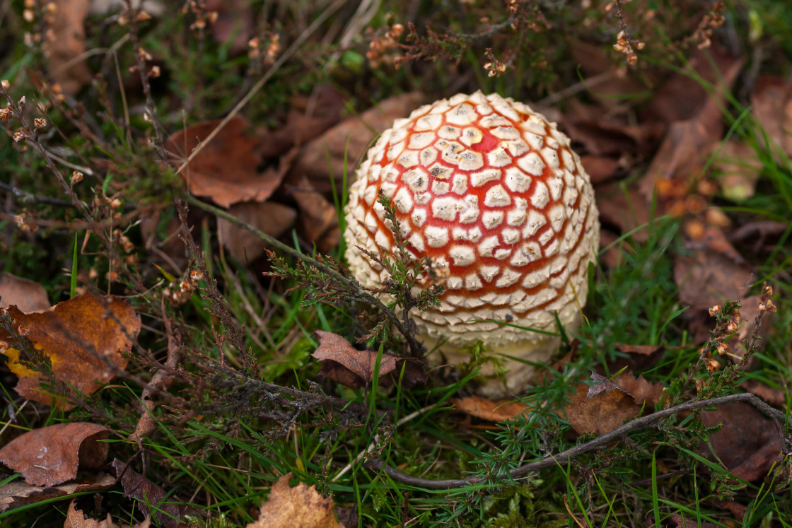 "Fly Agaric Mushroom" stock image