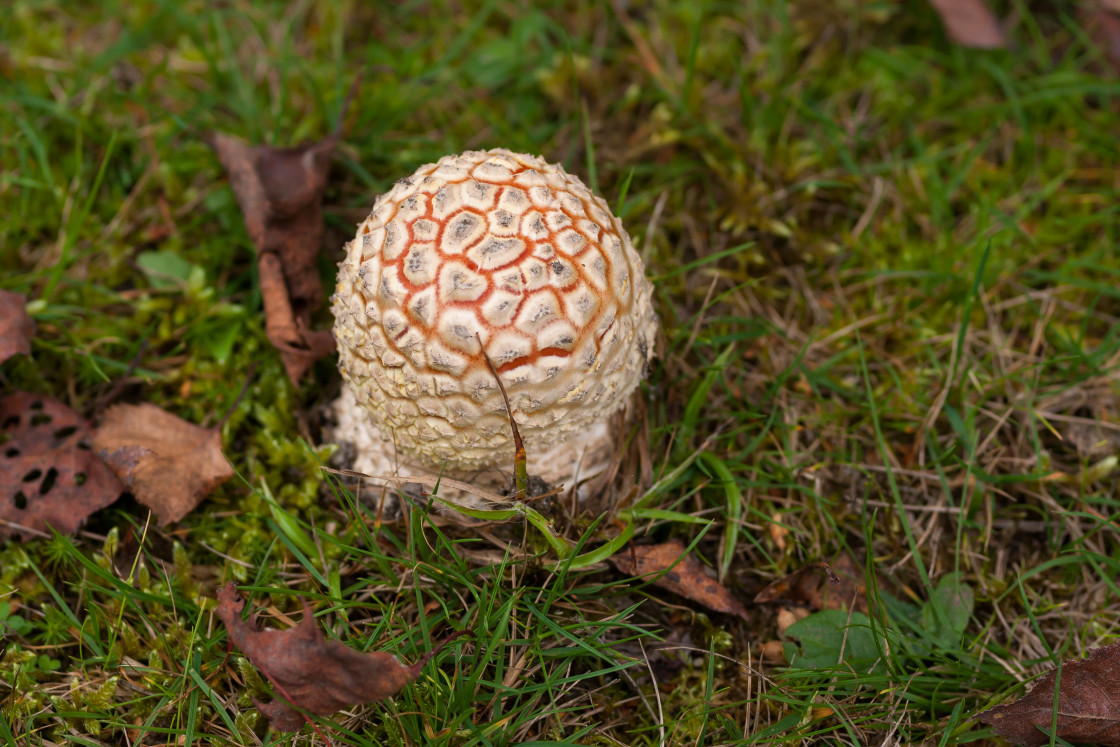 "Fly Agaric Mushroom" stock image