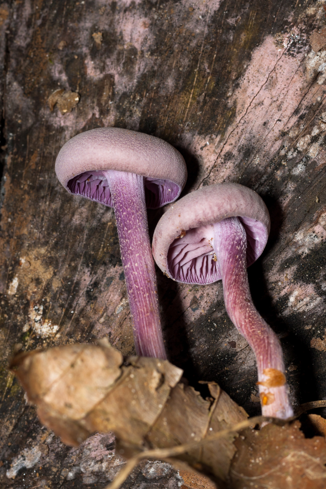 "Amethyst Deceiver Mushroom" stock image