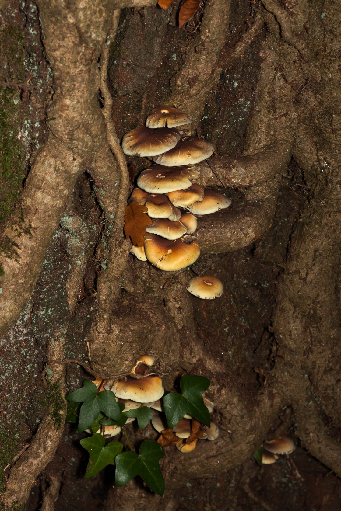 "Sulphur Tuft Fungus" stock image