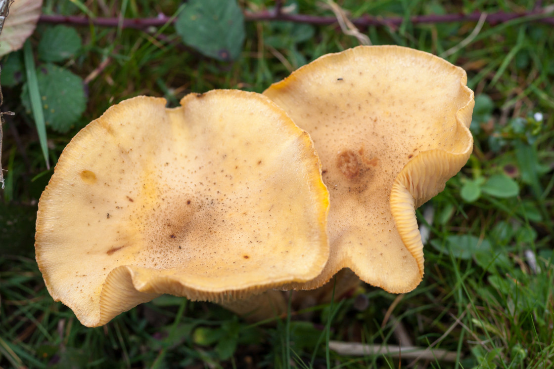 "Mushroom" stock image