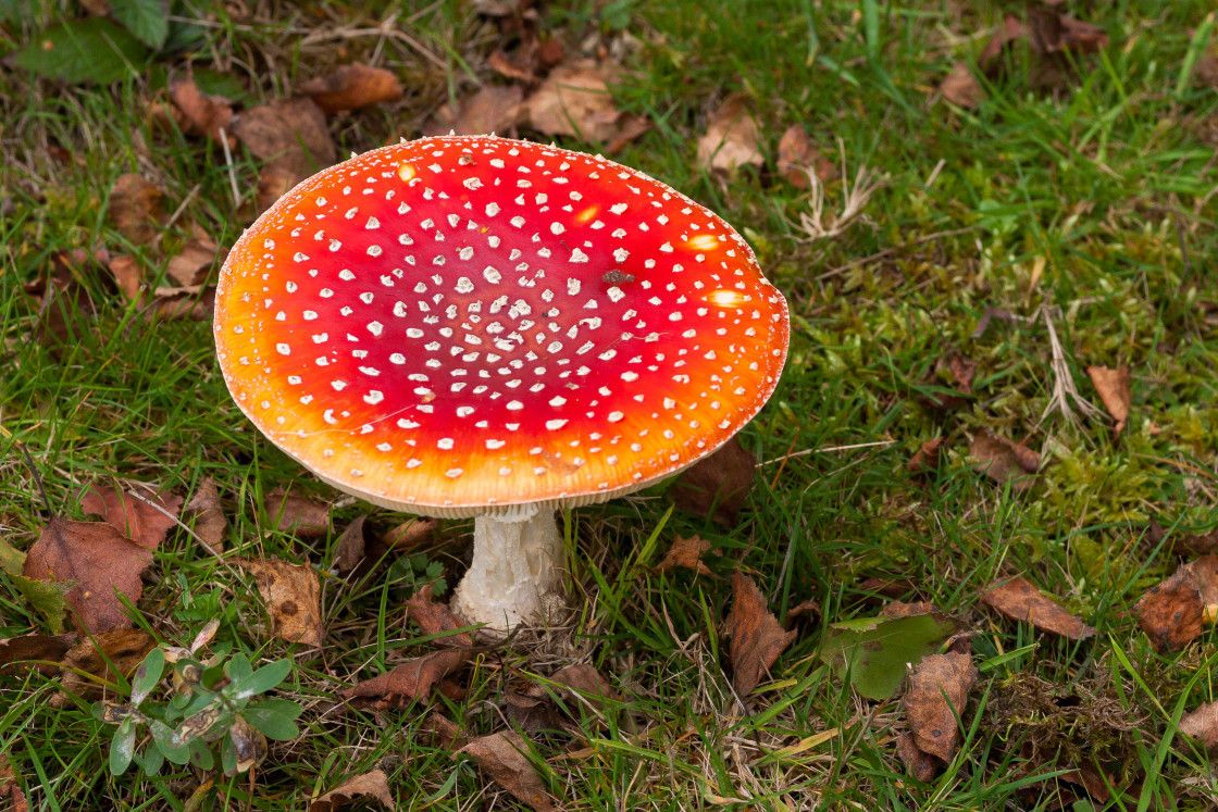 "Fly Agaric Mushroom" stock image