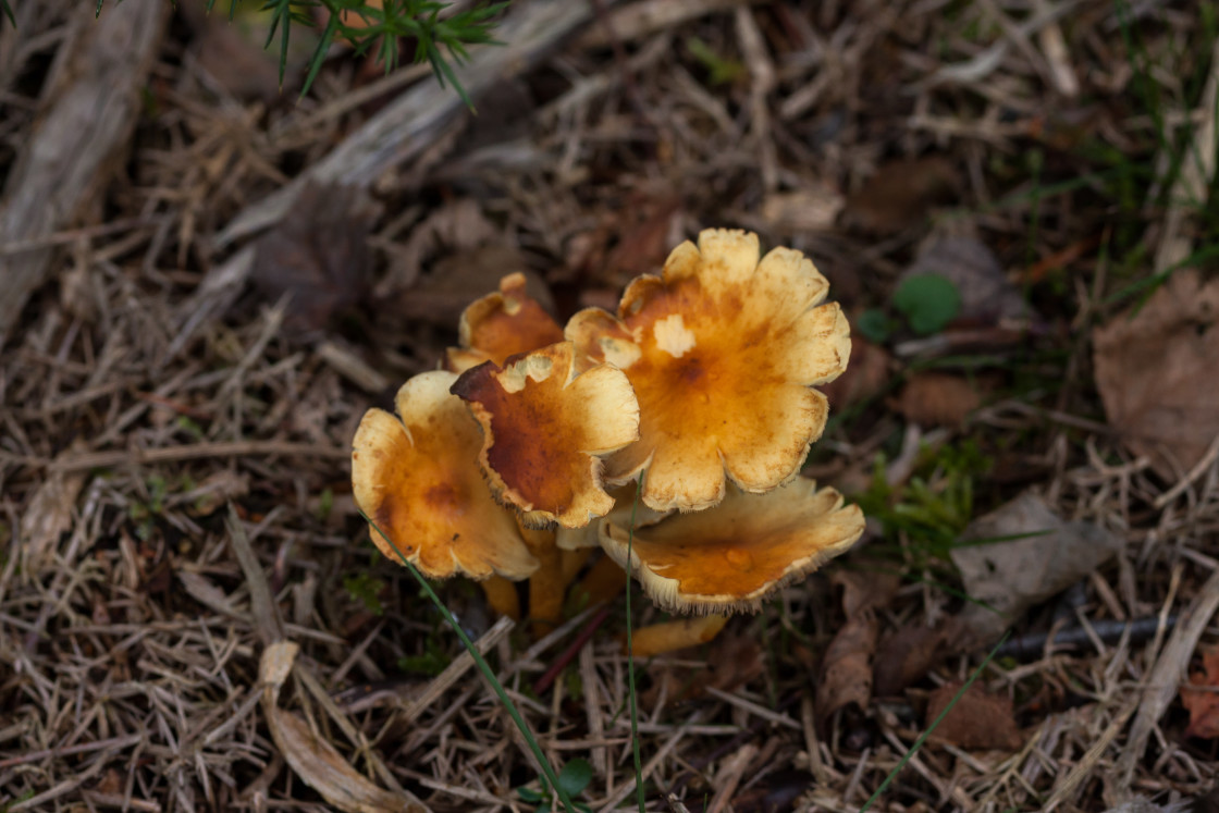 "Mushroom" stock image