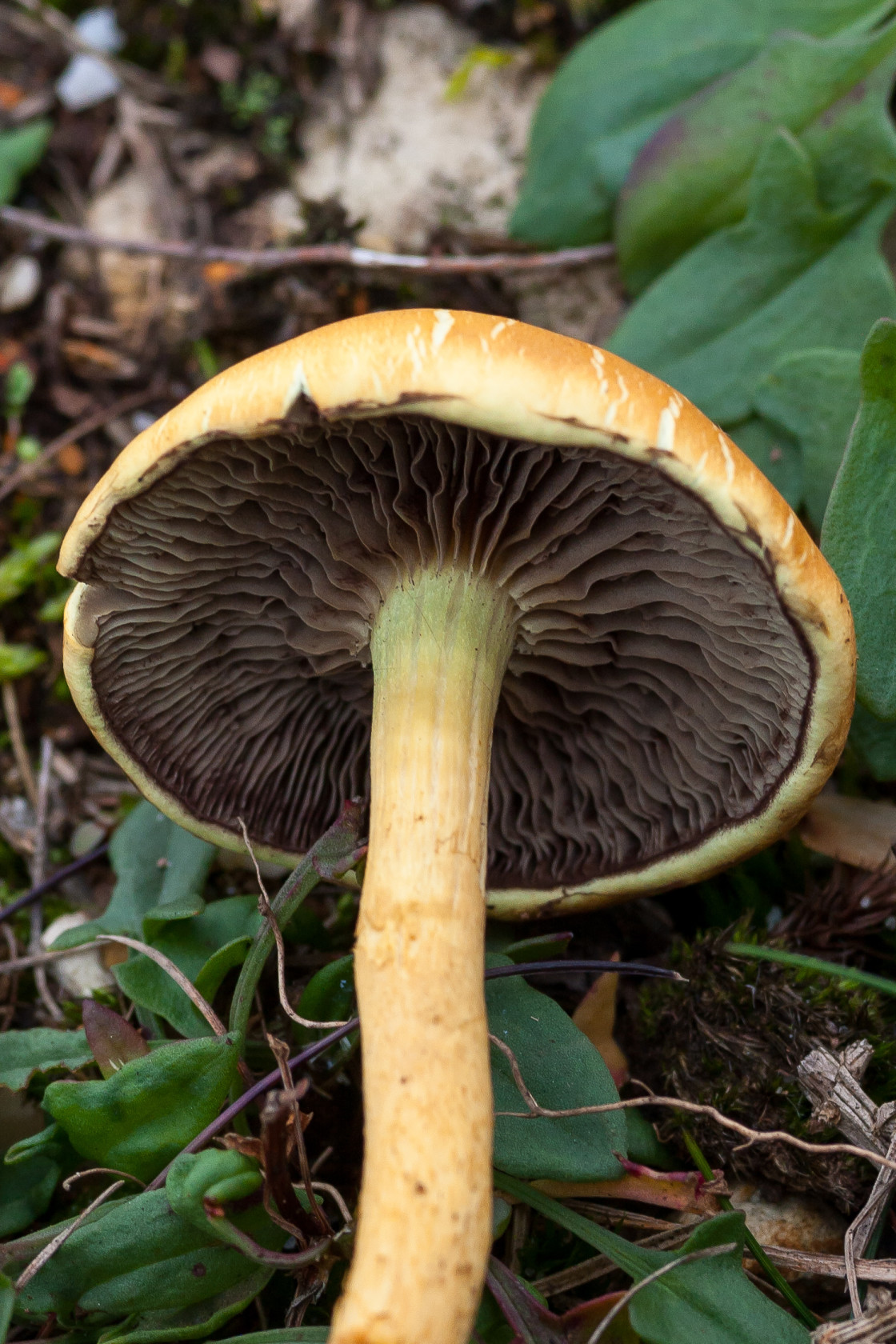 "Mushroom" stock image