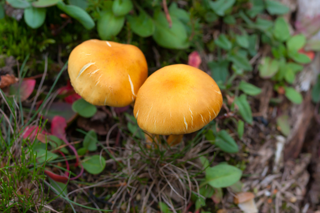 "Mushroom" stock image