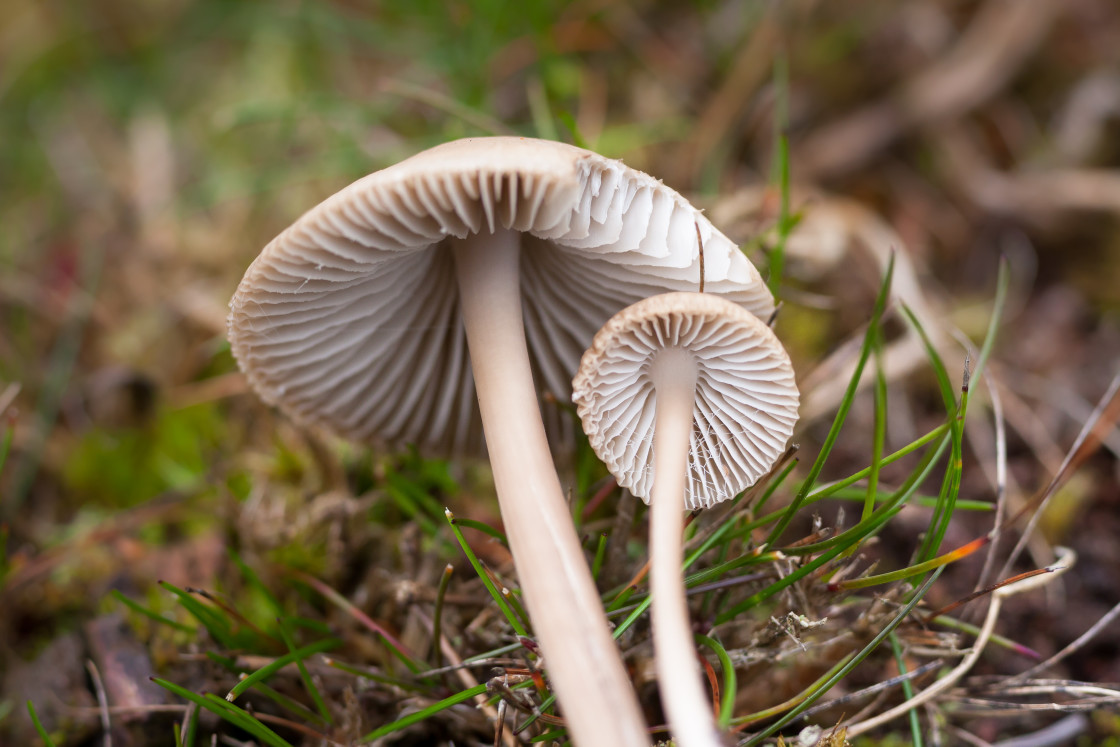 "Mushroom Gills" stock image