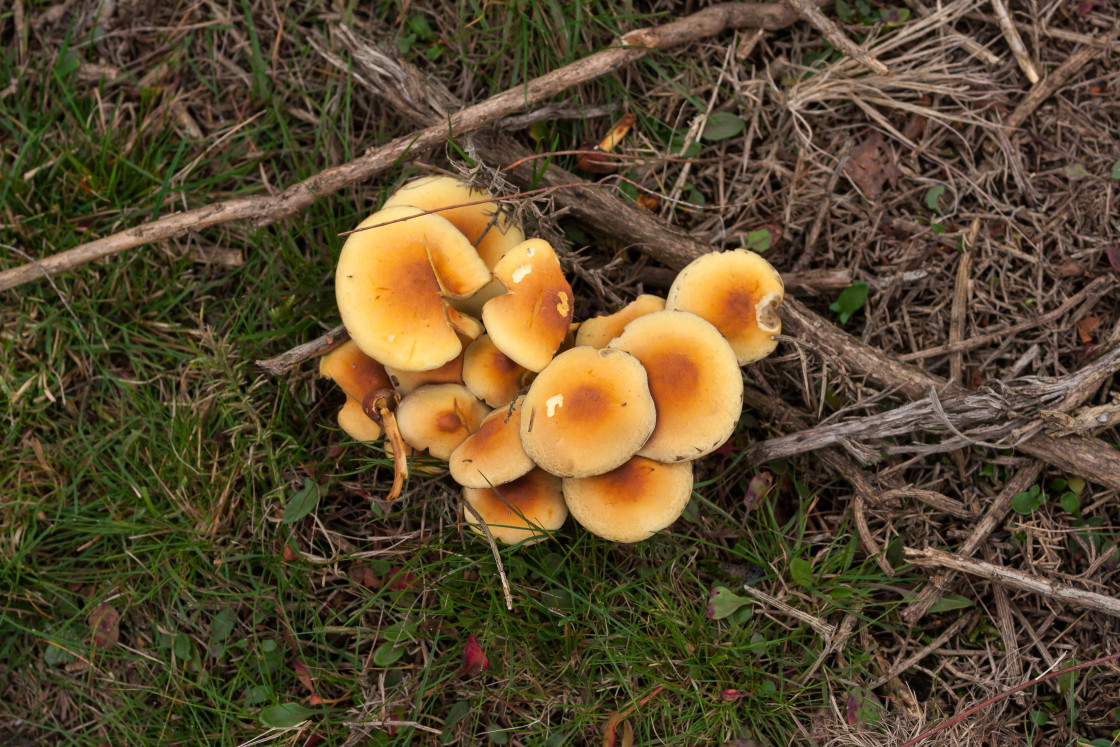 "Sulphur Tuft Fungus" stock image