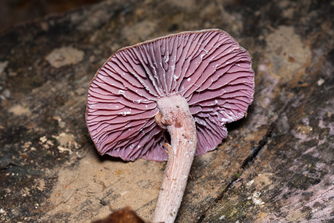 "Amethyst Deceiver Mushroom" stock image