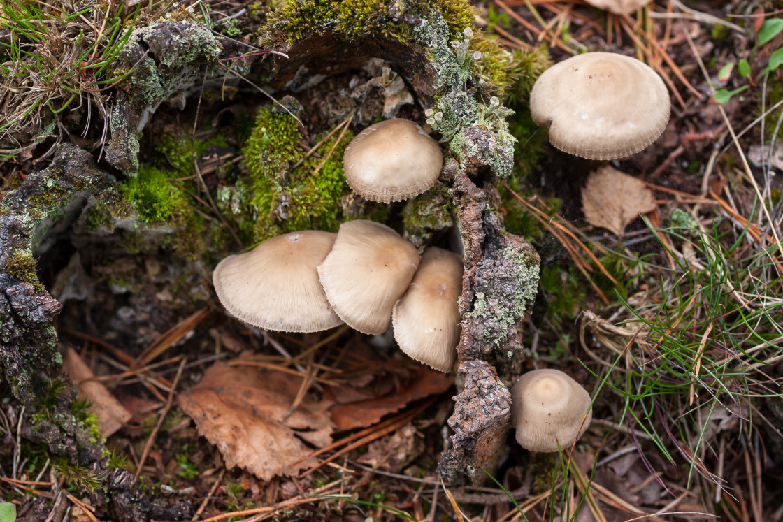 "Mushroom" stock image