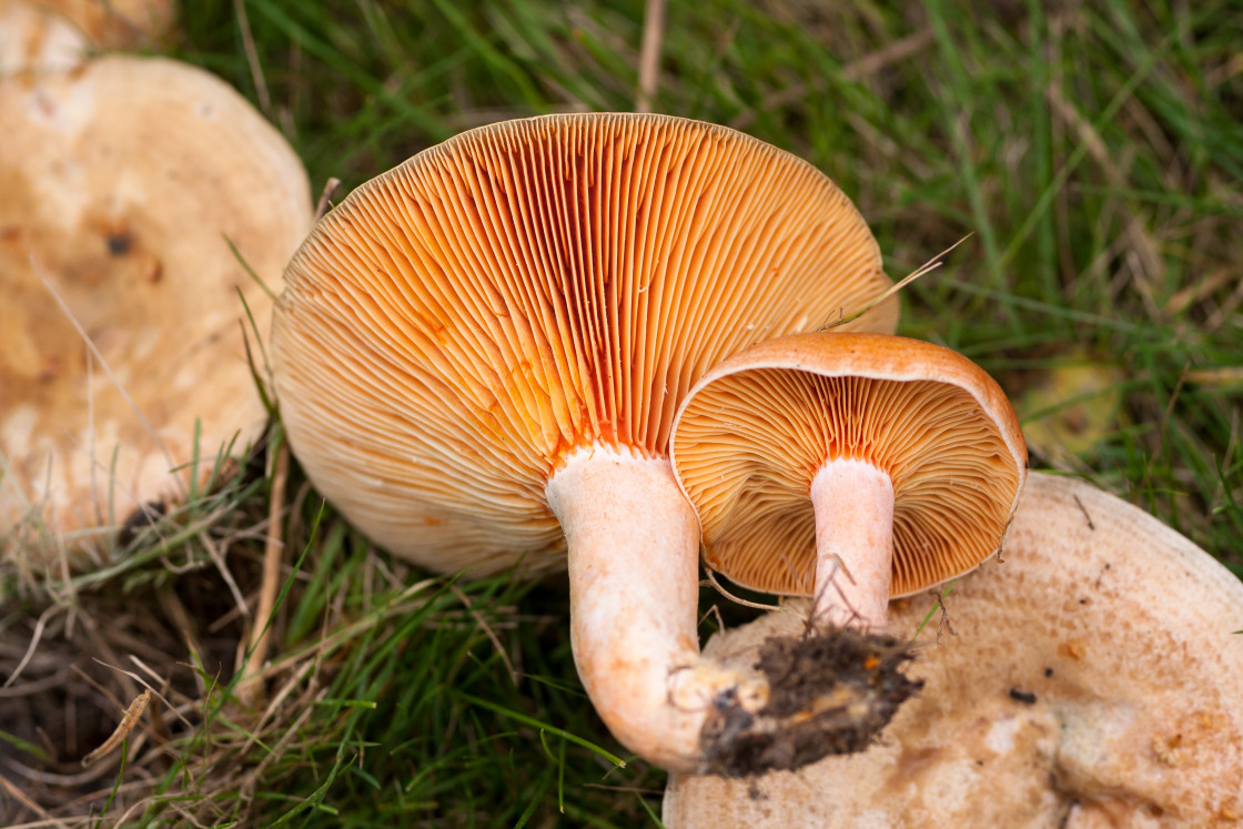 "Saffron Milkcap Mushroom" stock image