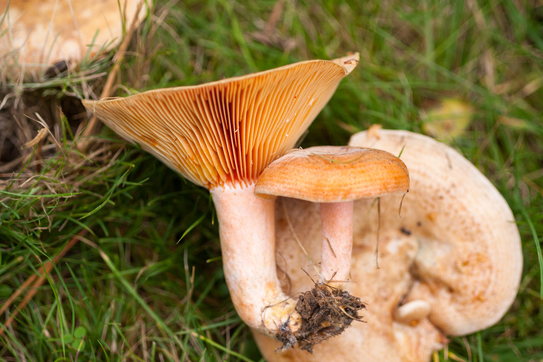 "Saffron Milkcap" stock image