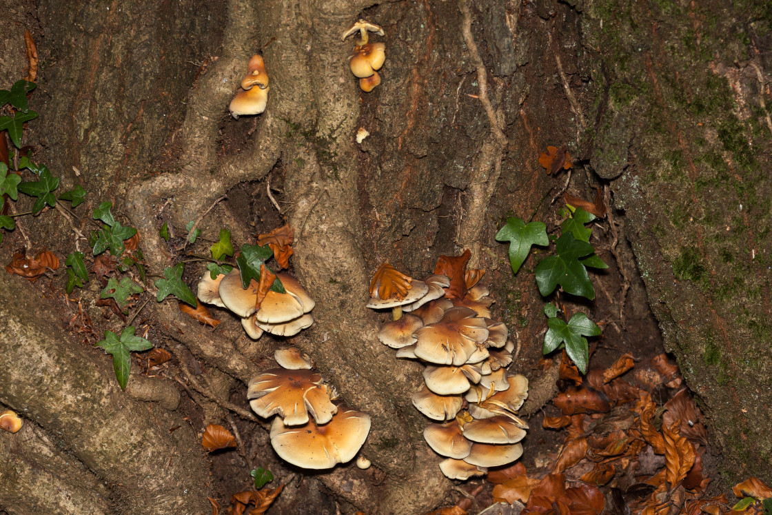 "Sulphur Tuft Fungus" stock image