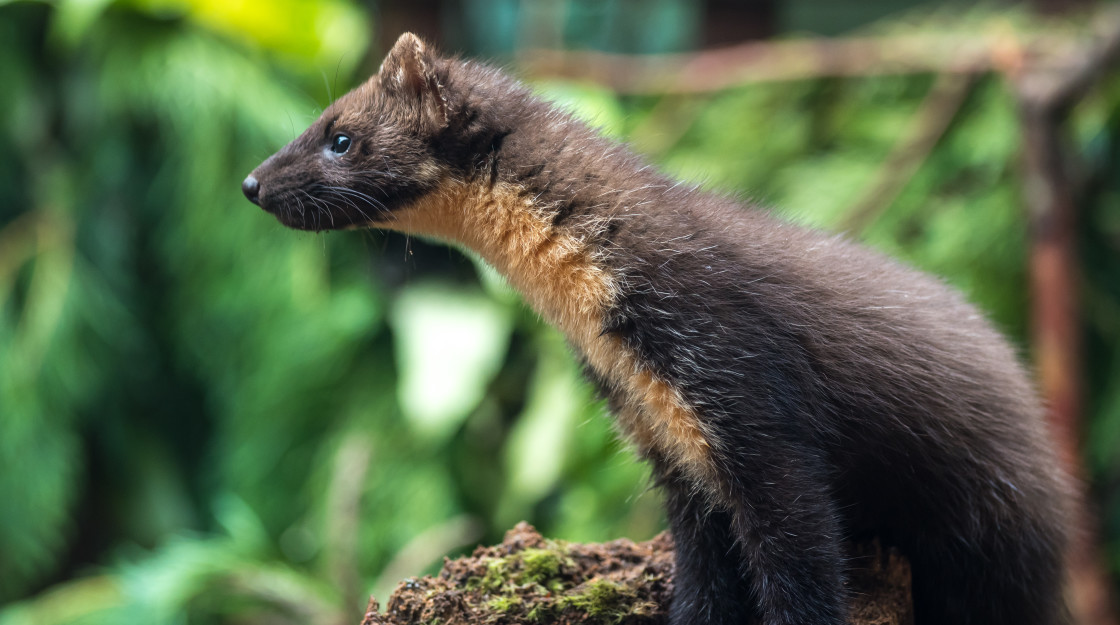 "Pine Marten on alert" stock image