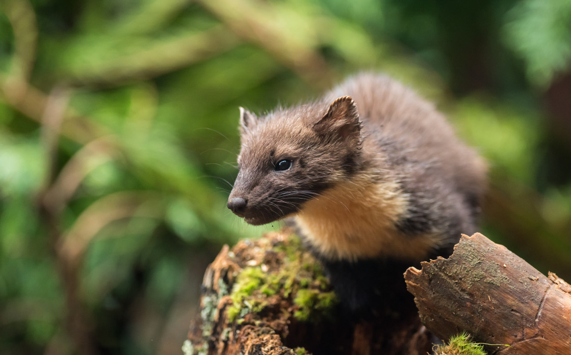 "Pine Marten" stock image