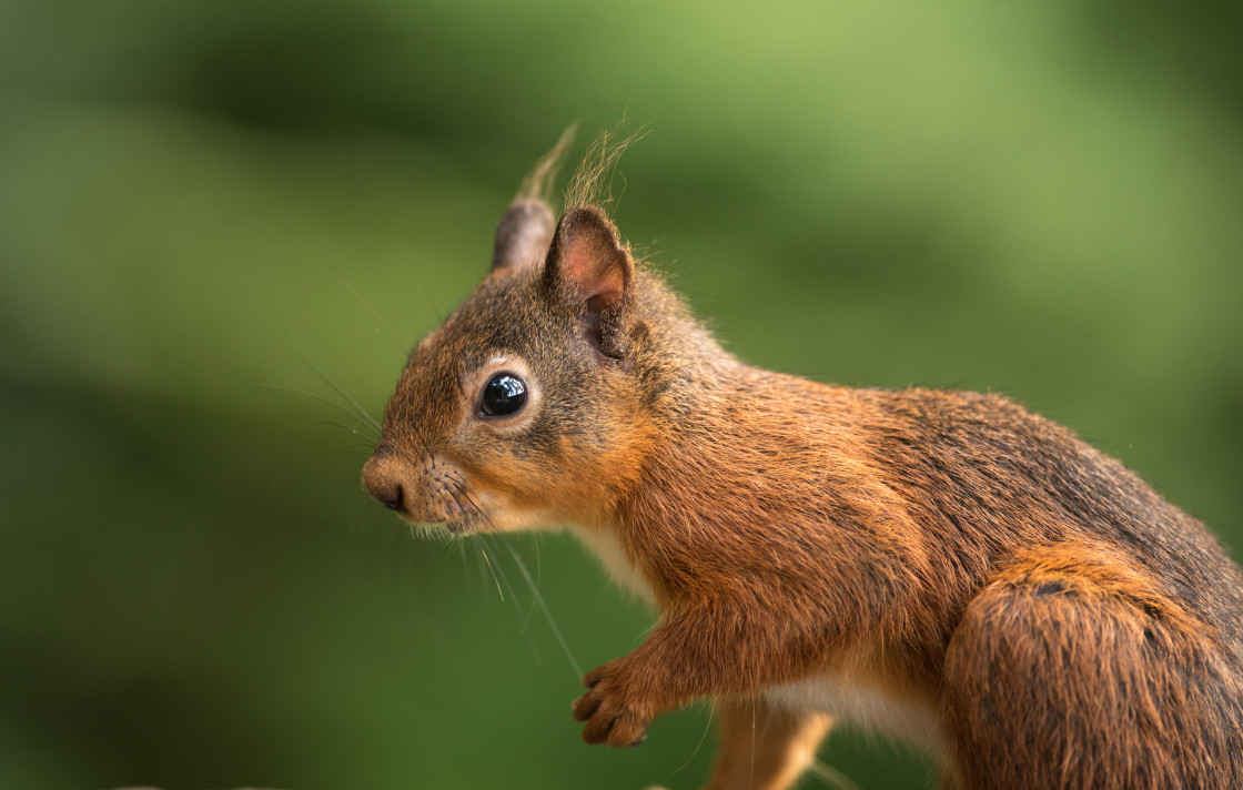 "Red Squirrel, Kirkcudbright" stock image