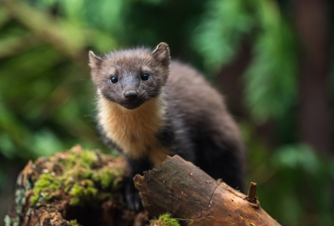 "Pine Marten Stare" stock image