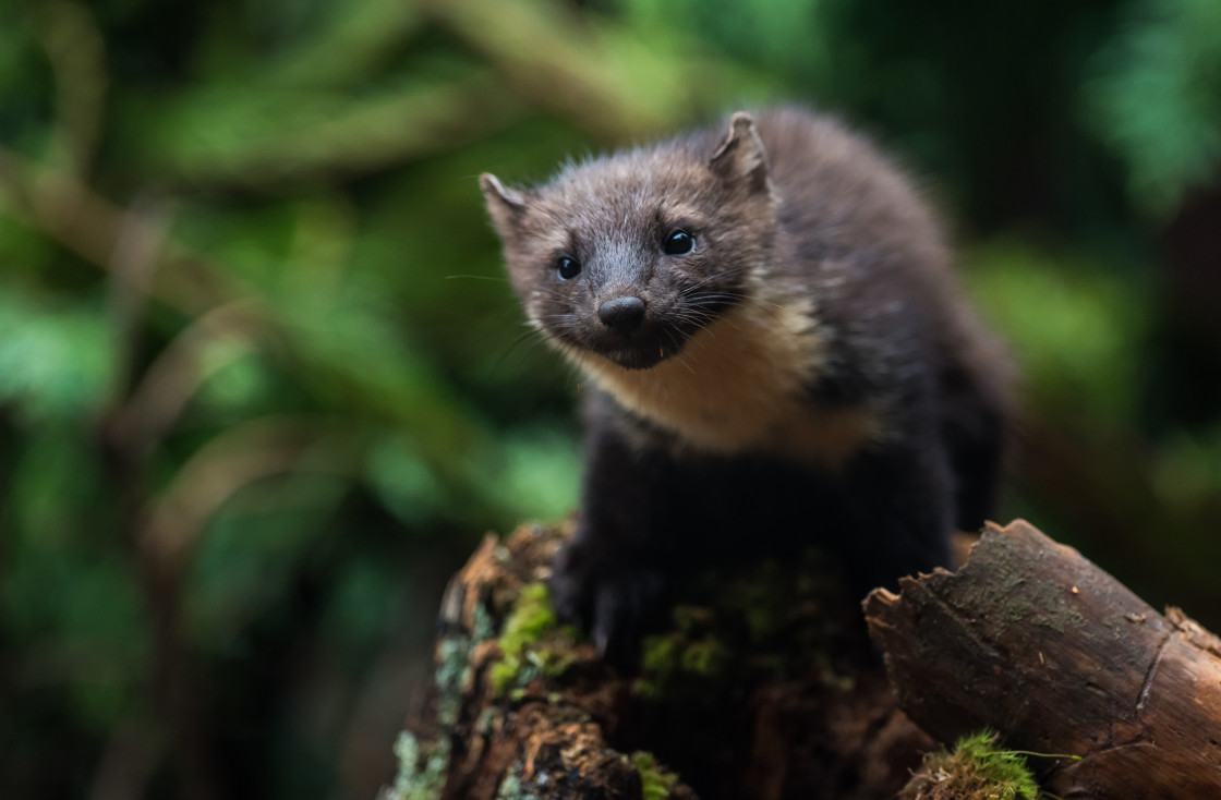 "Pine Marten, Boat of Garten" stock image