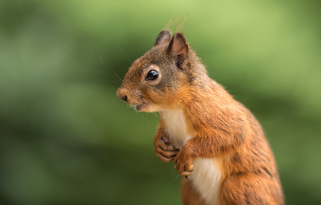 "Red Squirrel" stock image