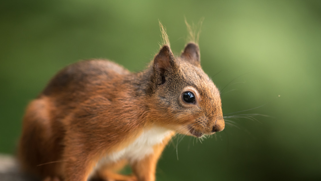 "Red Squirrel" stock image