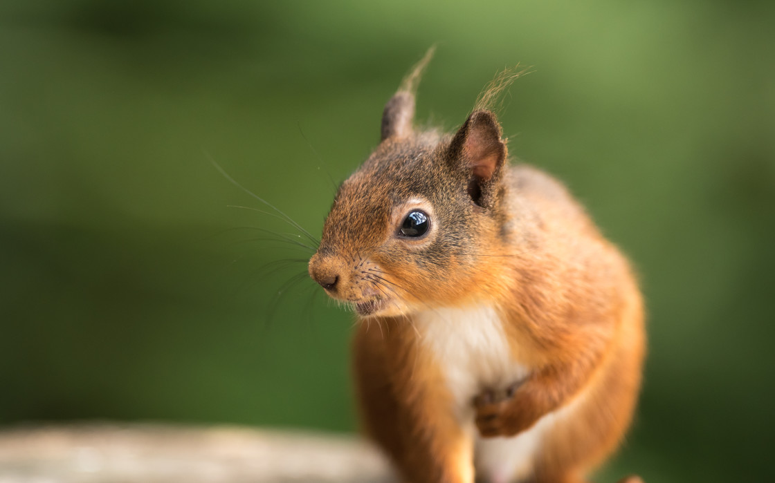 "Red Squirrel" stock image