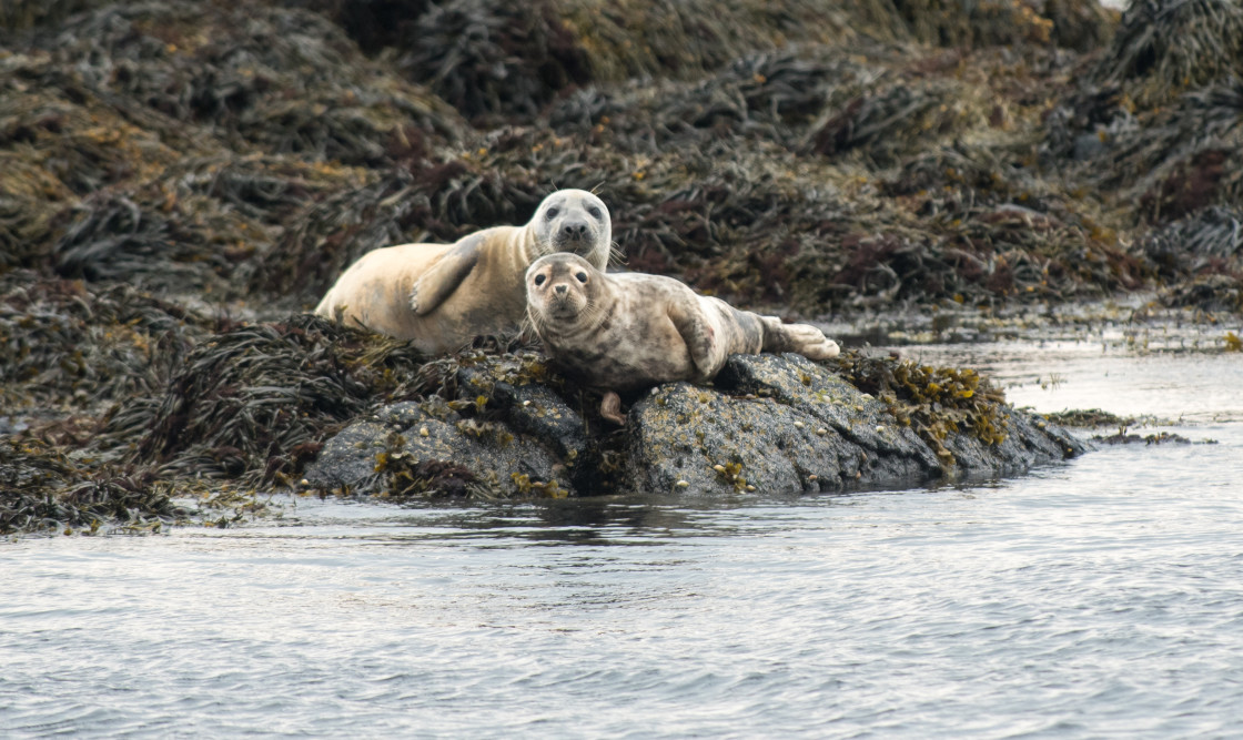 "Common Seals" stock image