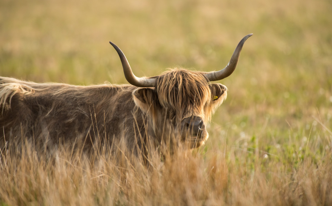 "Highland Cow, Mull" stock image