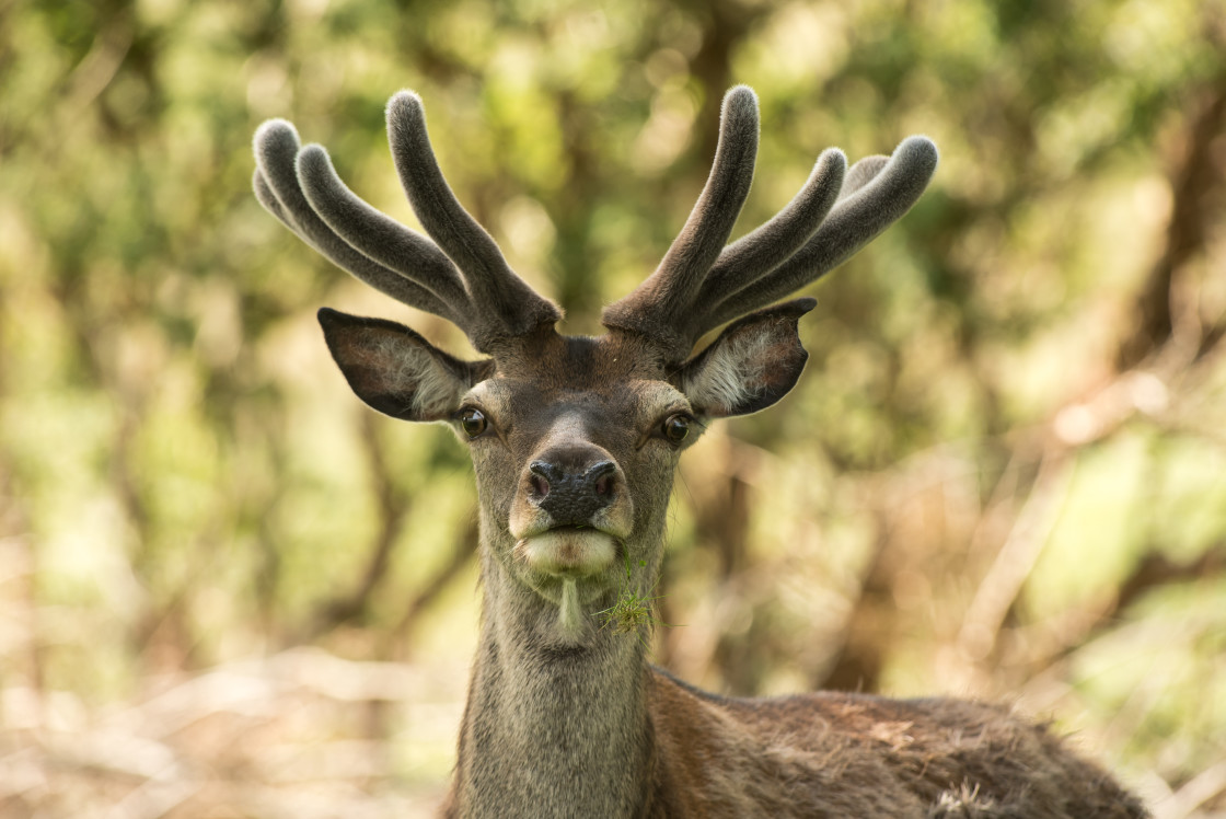 "Red Deer" stock image