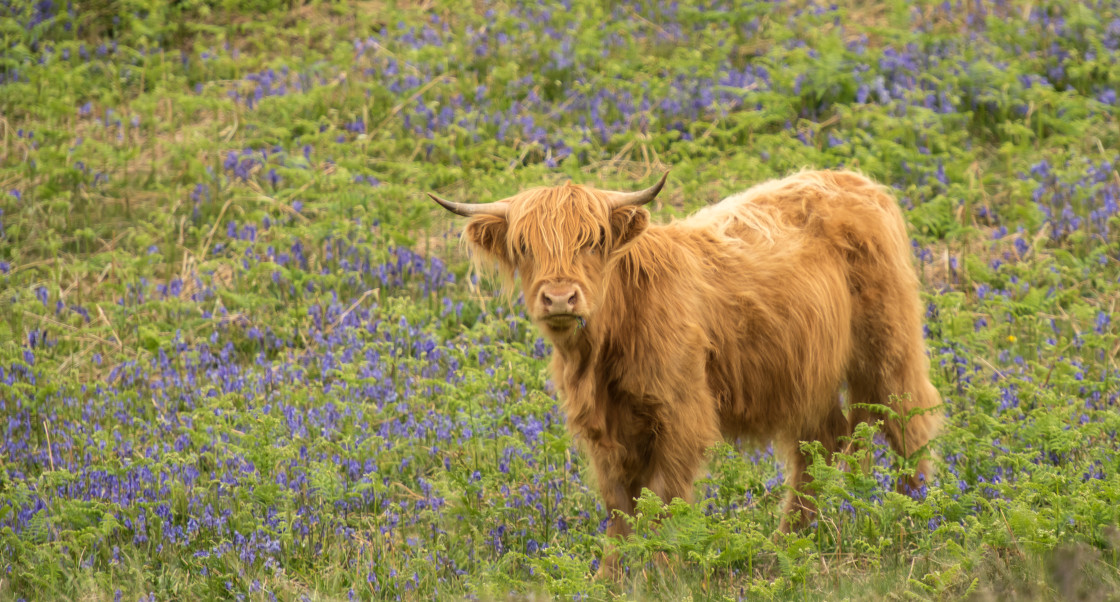 "Highland Cow, Isle of Ulva" stock image