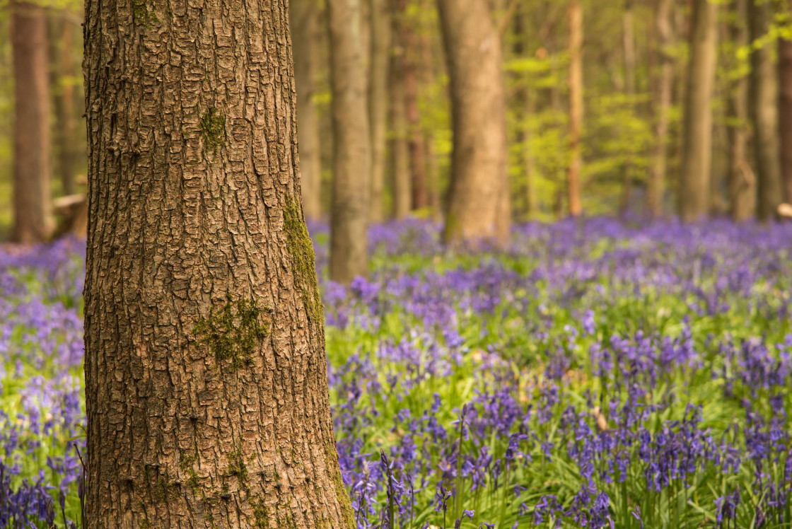 "Bluebell woods" stock image