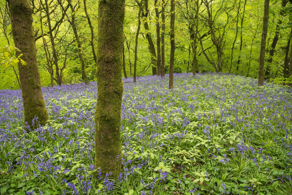 "Bluebell woodland, Borsdane Woods" stock image