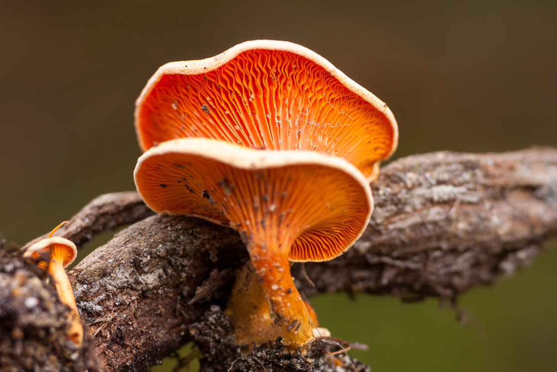 "False Chanterelle Mushroom" stock image