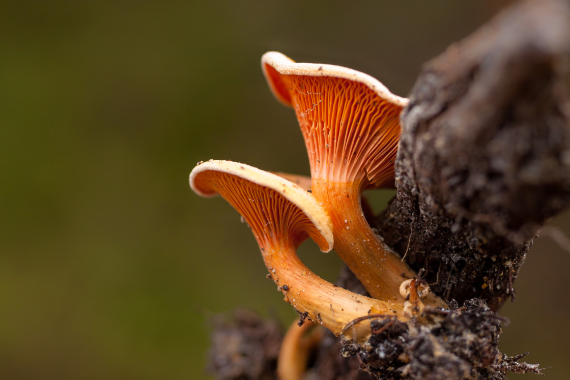 "False Chanterelle Mushroom" stock image