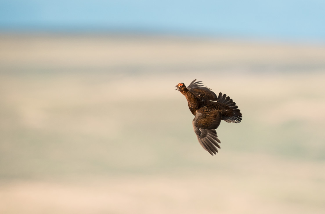 "Red Grouse in Flight" stock image