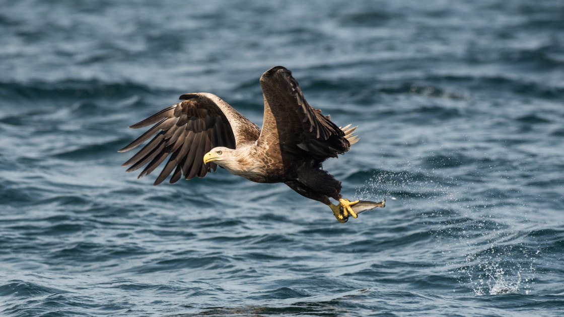 "White Tailed Sea Eagle, Isle of Mull" stock image