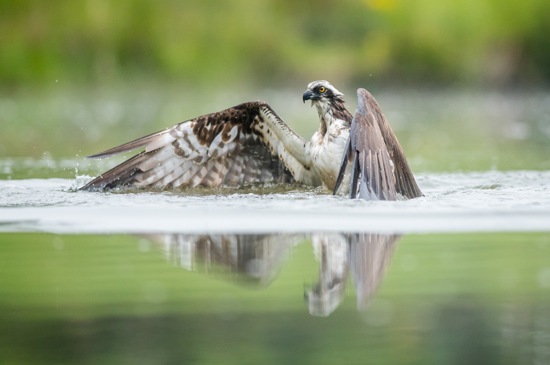 "Osprey Reflection, Aviemore" stock image