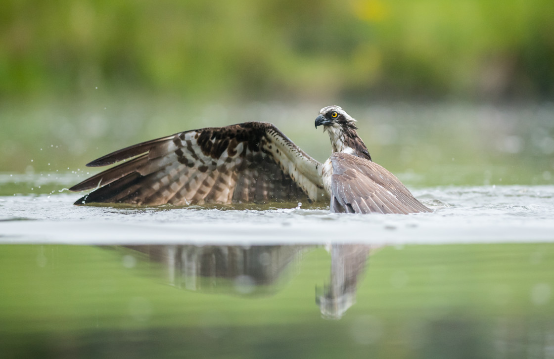 "Osprey, Aviemore" stock image