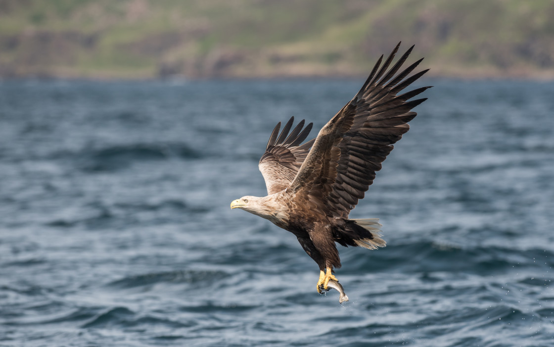 "White Tailed Sea Eagle" stock image