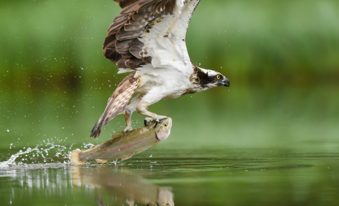 "Osprey with breakfast, Aviemore" stock image