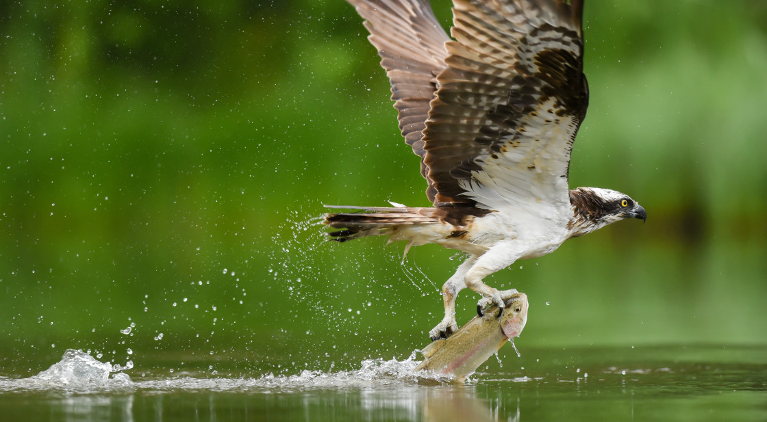 "Osprey with breakfast" stock image